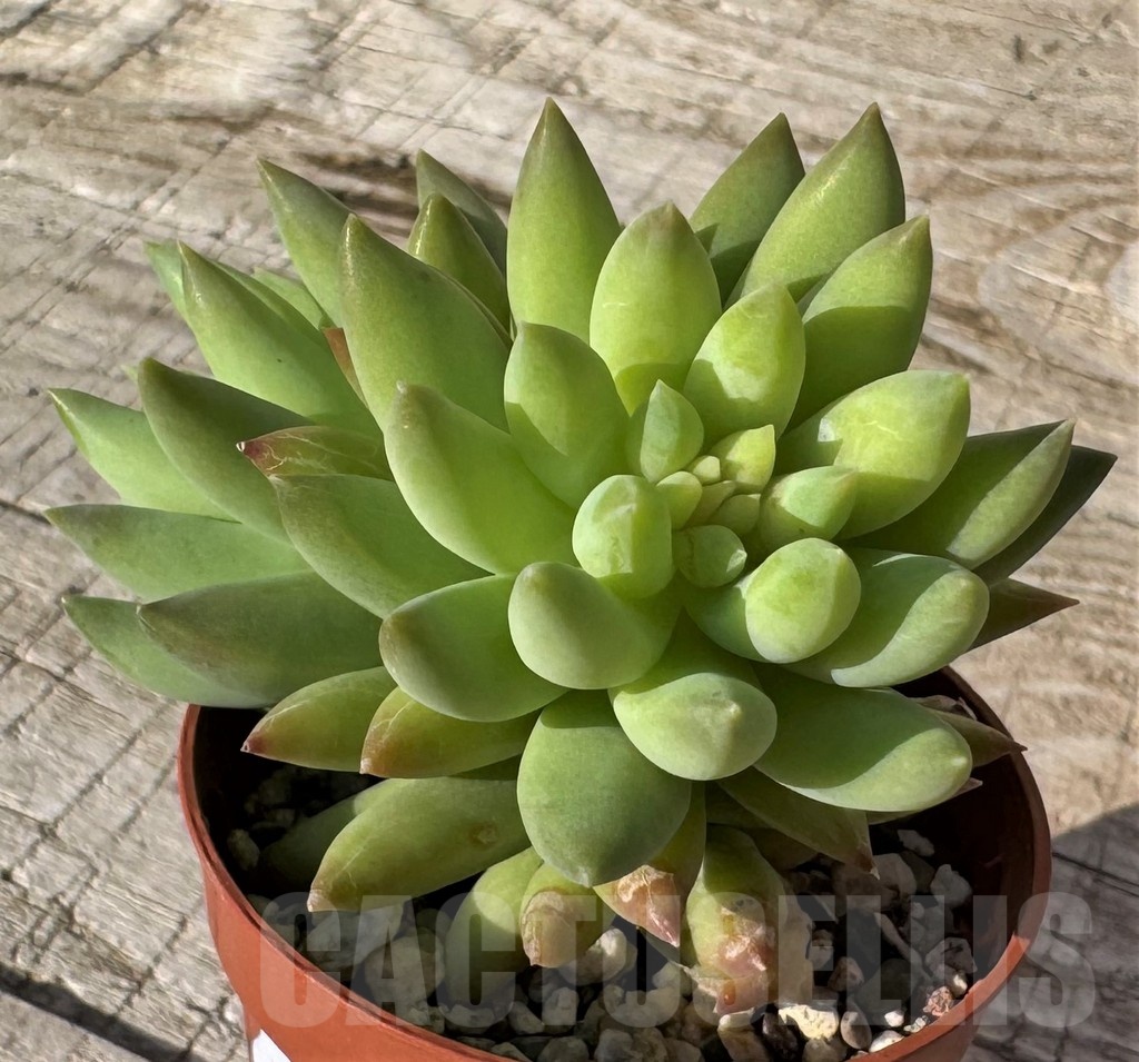 SH24864 Sedeveria 'Harry Butterfield'