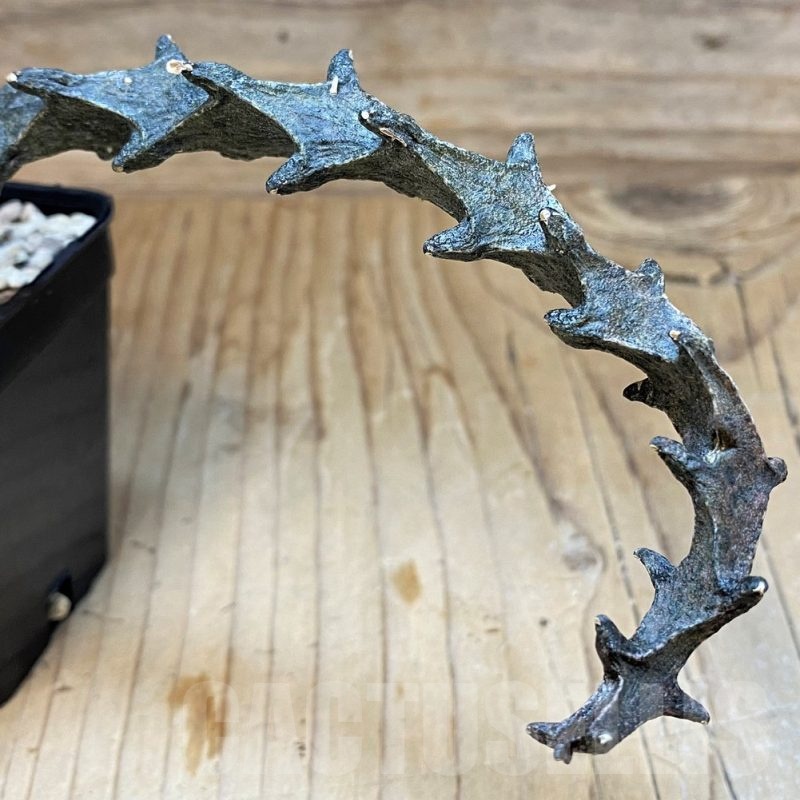 SH24739 Ceropegia bosseri