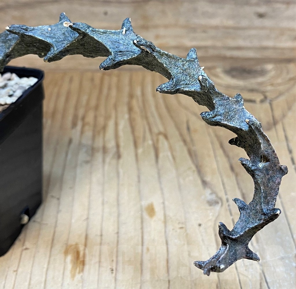 SH24739 Ceropegia bosseri