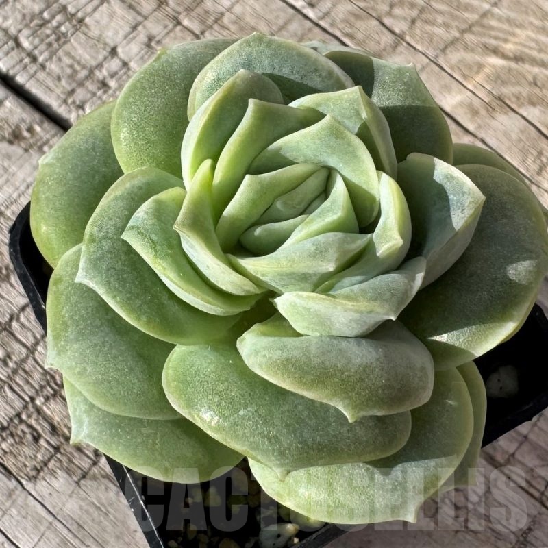 SH24865 Echeveria 'Lovely rose'