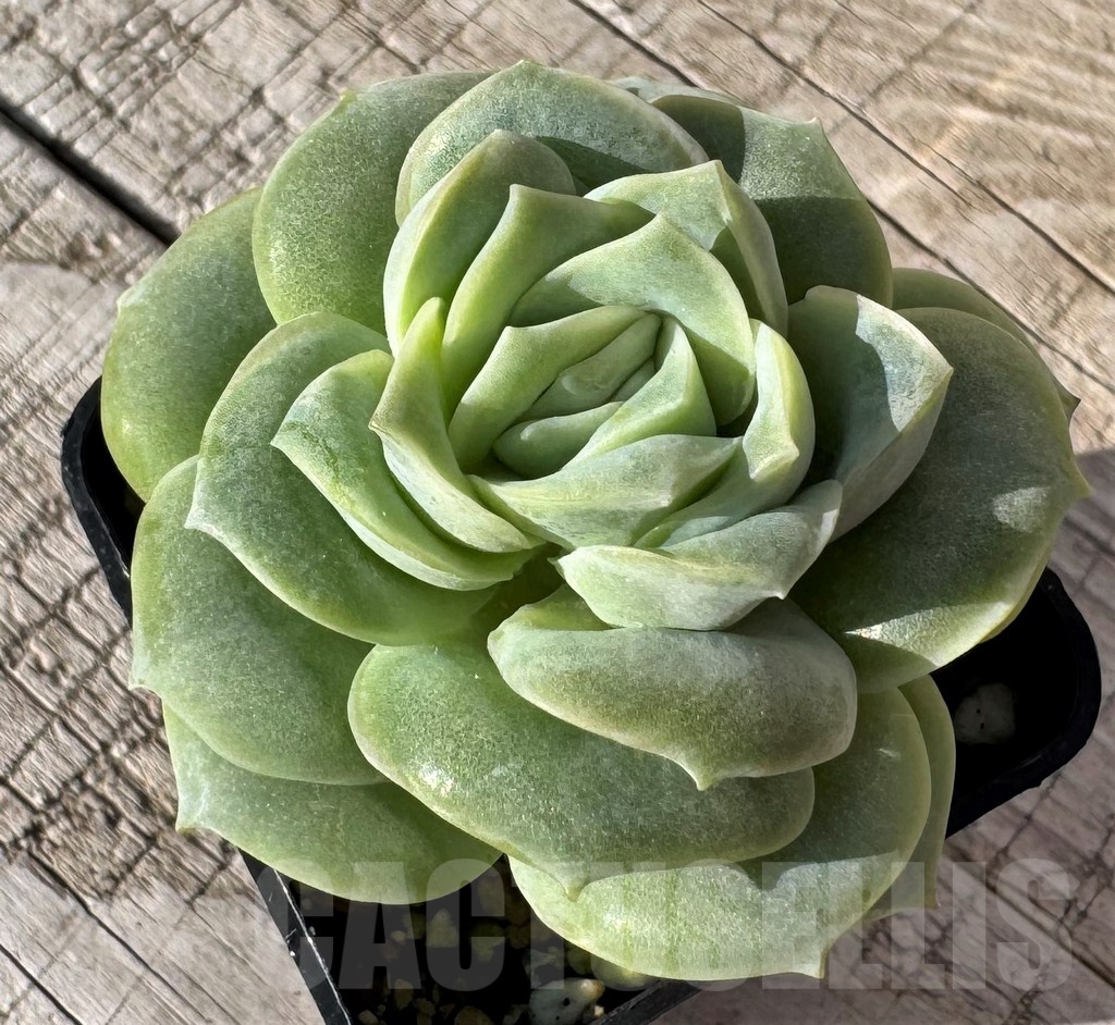 SH24865 Echeveria 'Lovely rose'