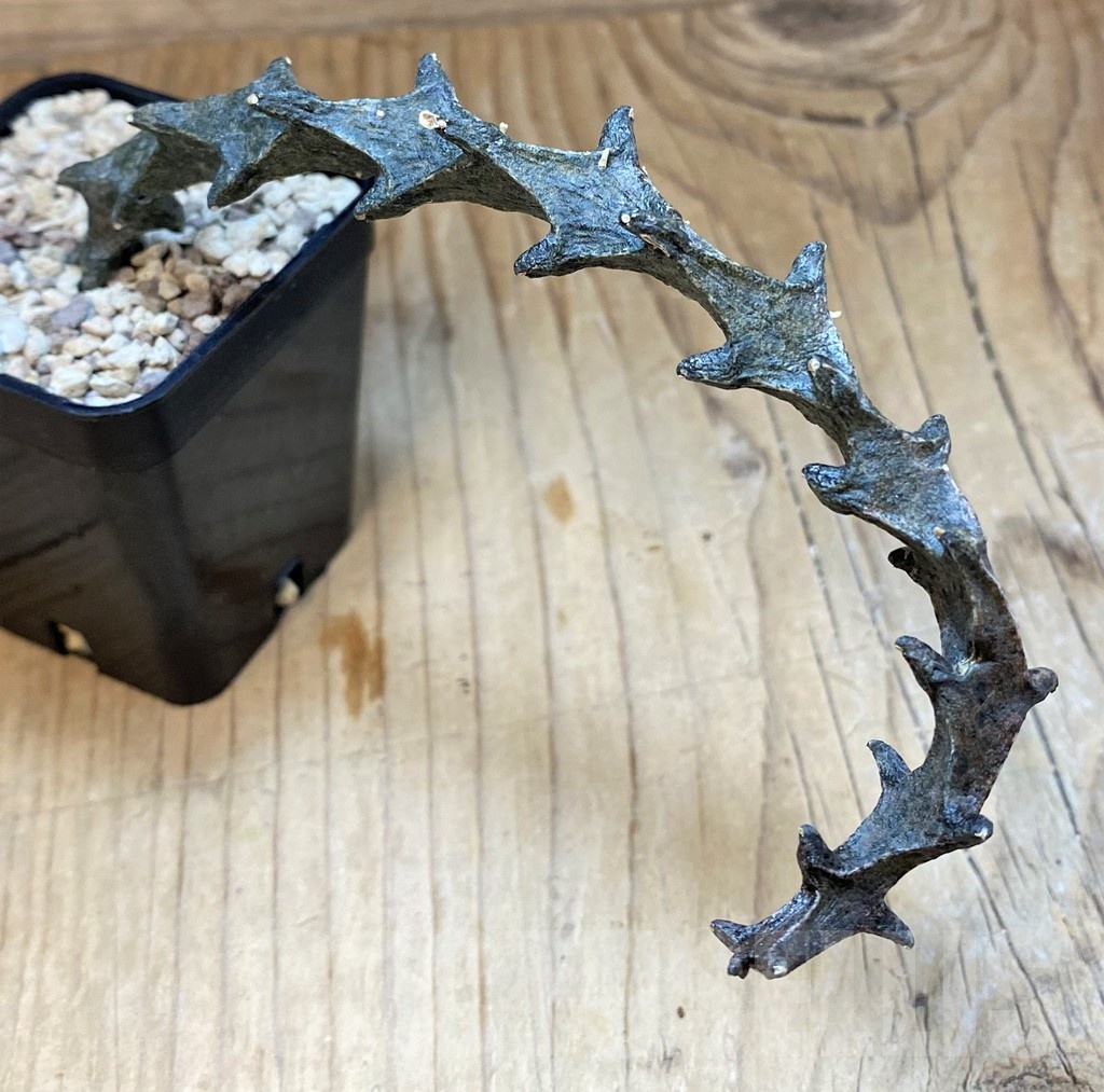 SH24739 Ceropegia bosseri - Image 2