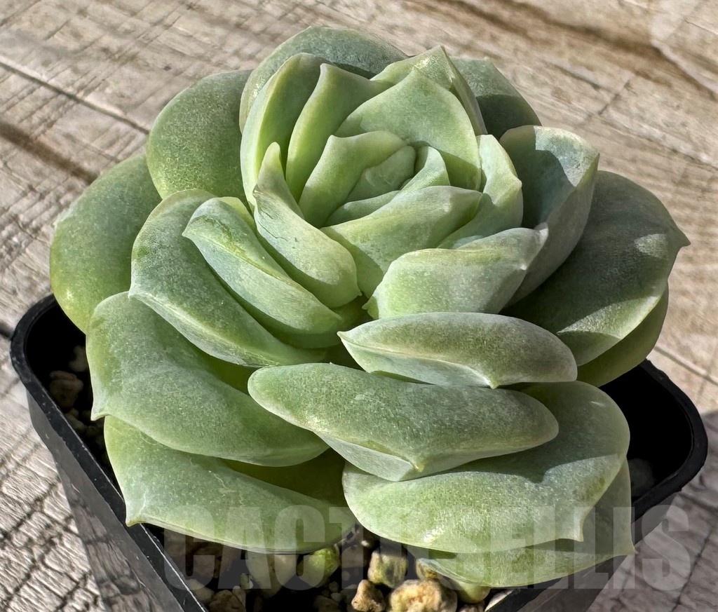 SH24865 Echeveria 'Lovely rose' - immagine 2