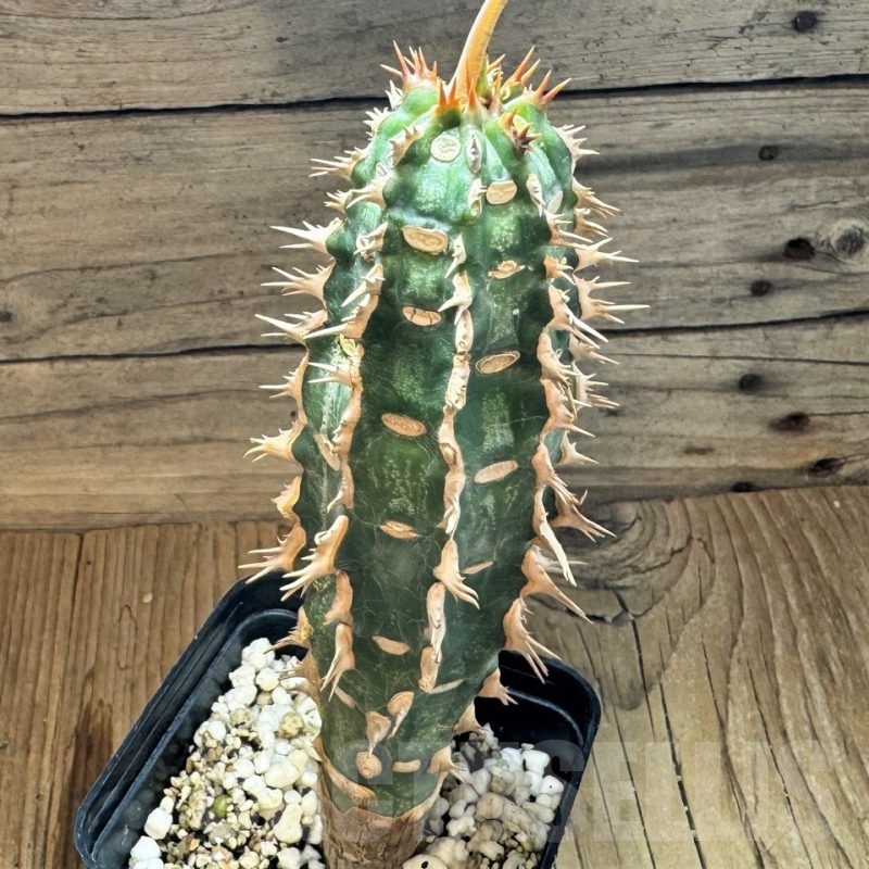 SH24819 Euphorbia viguieri v. nova red leaf -Namoroka-