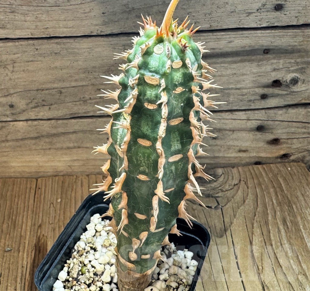 SH24819 Euphorbia viguieri v. nova red leaf -Namoroka-