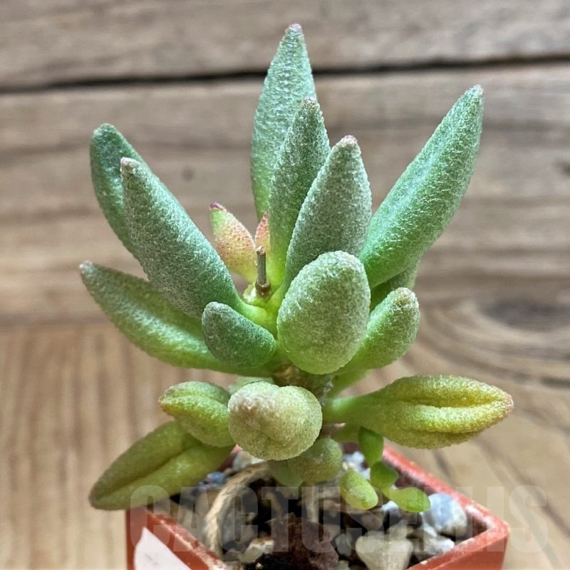 SH24628 Adromischus marianiae 'Alveolatus'