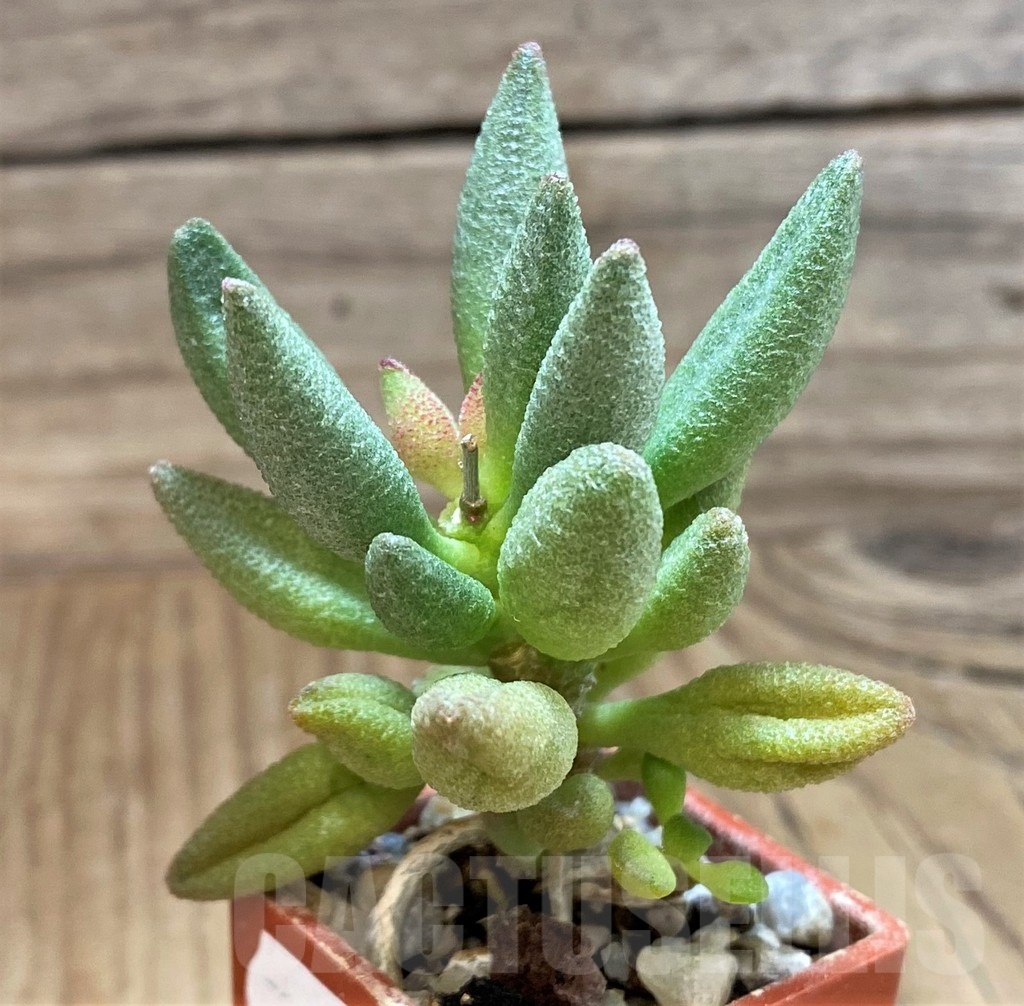 SH24628 Adromischus marianiae 'Alveolatus'