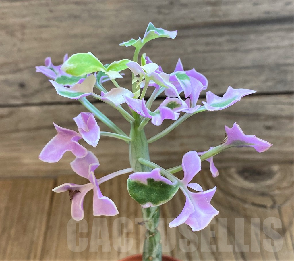 SH24740 Senecio articulatus f. variegata