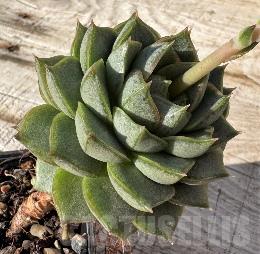 SH24866 Echeveria purpusorum -White form- - Image 2