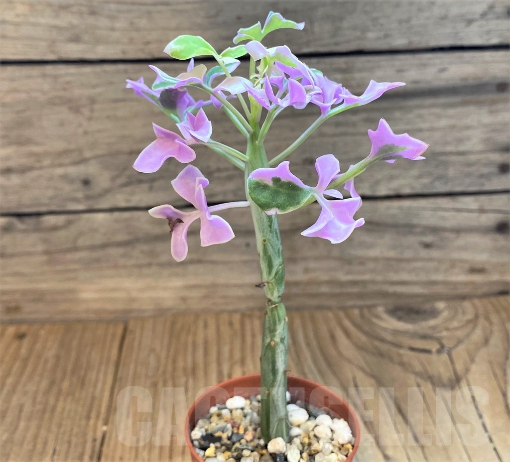 SH24740 Senecio articulatus f. variegata - immagine 2