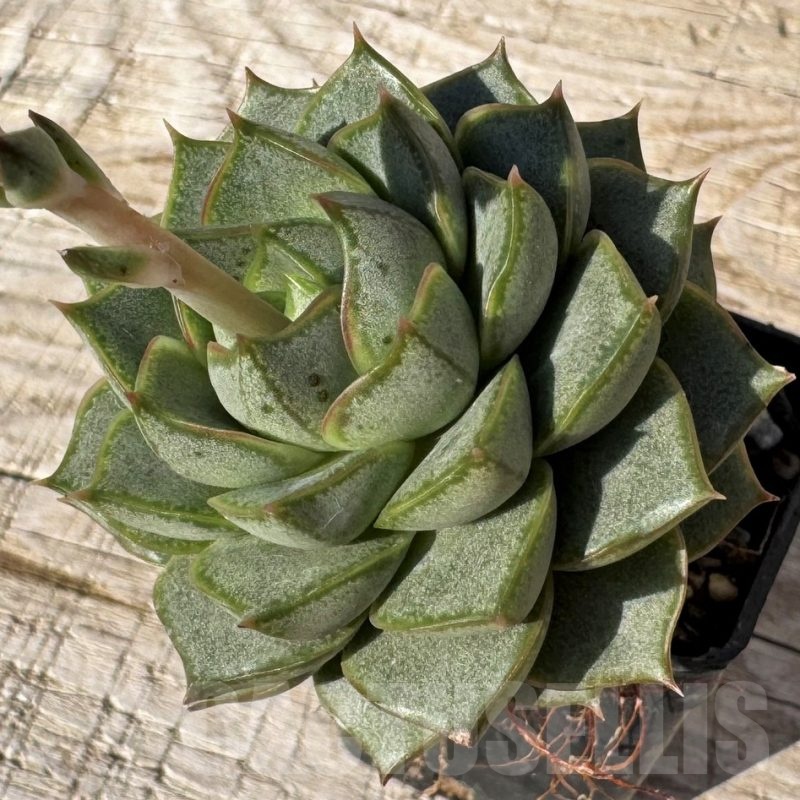 SH24866 Echeveria purpusorum -White form-