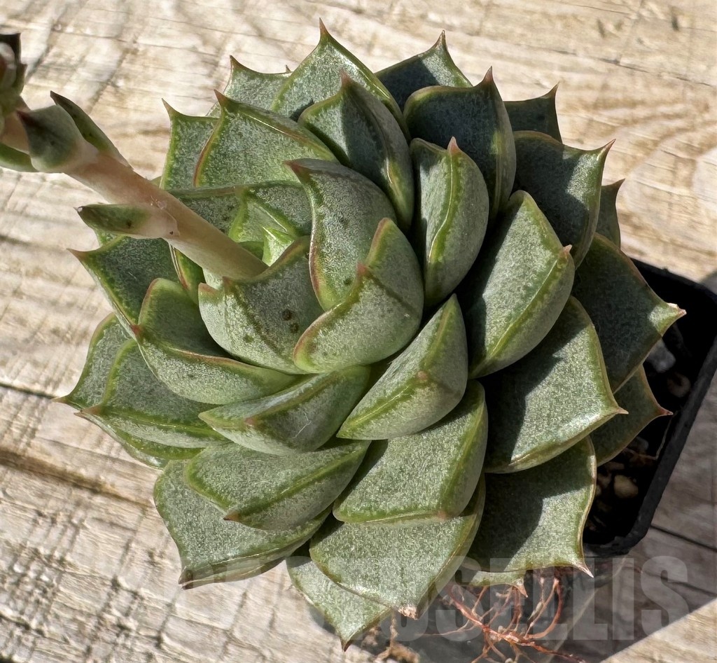 SH24866 Echeveria purpusorum -White form-