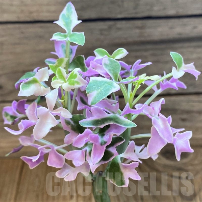 SH24741 Senecio articulatus f. variegata