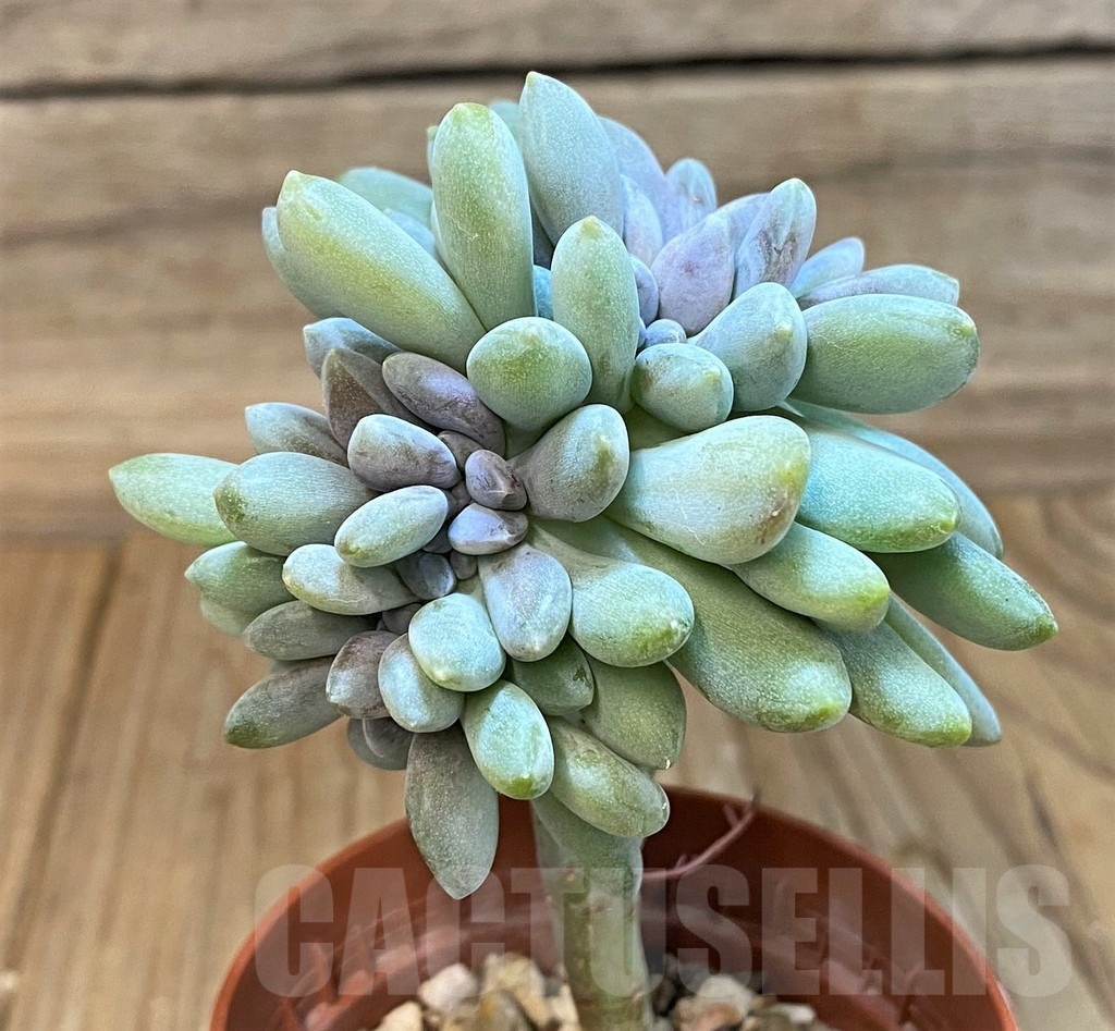 SH24742 Graptophytum 'Supreme'