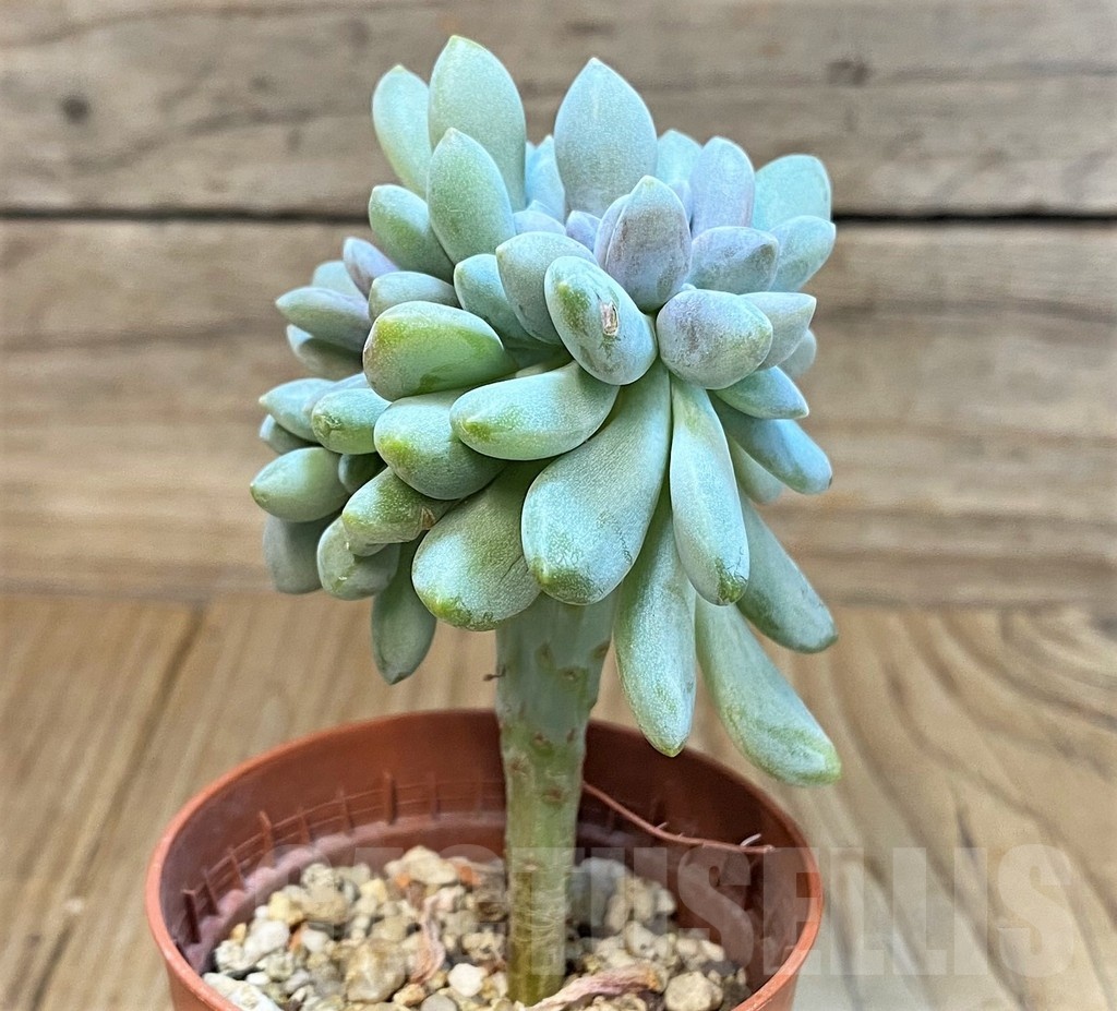 SH24742 Graptophytum 'Supreme' - immagine 2