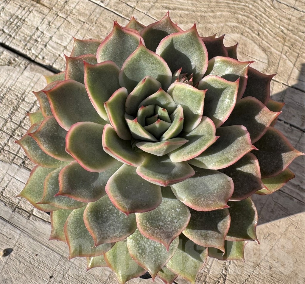 SH24869 Echeveria ‘Pinwheel Tuxpan’ hybrid