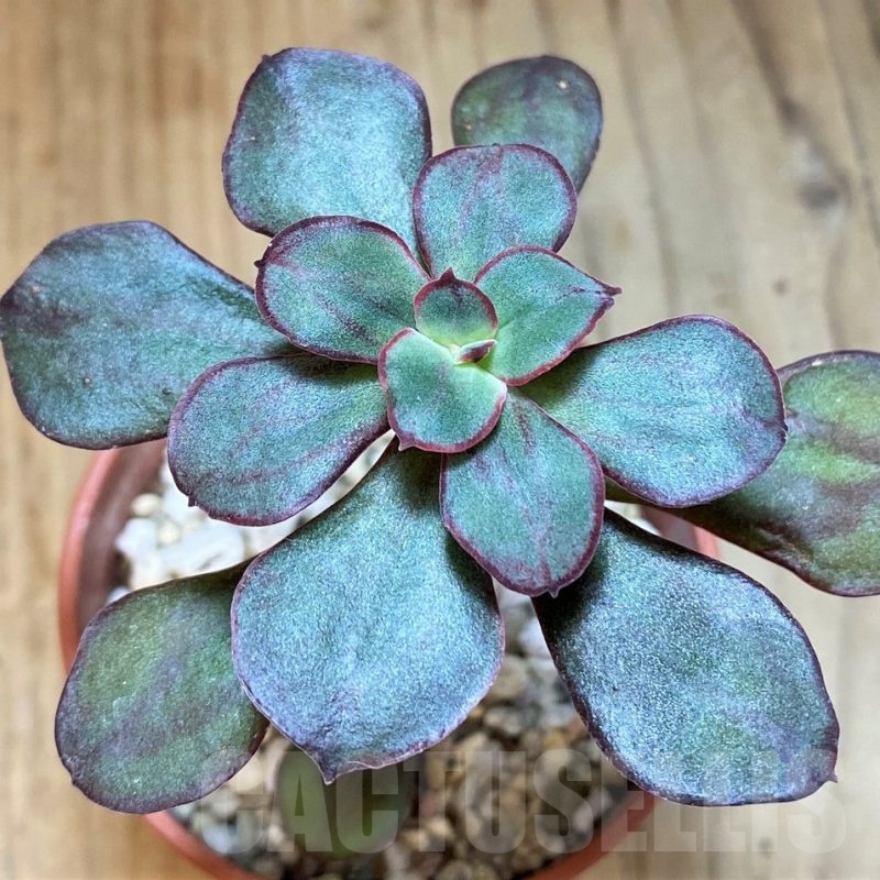 SH24743 Echeveria nodulosa