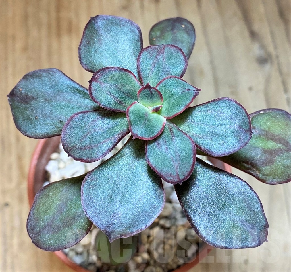 SH24743 Echeveria nodulosa