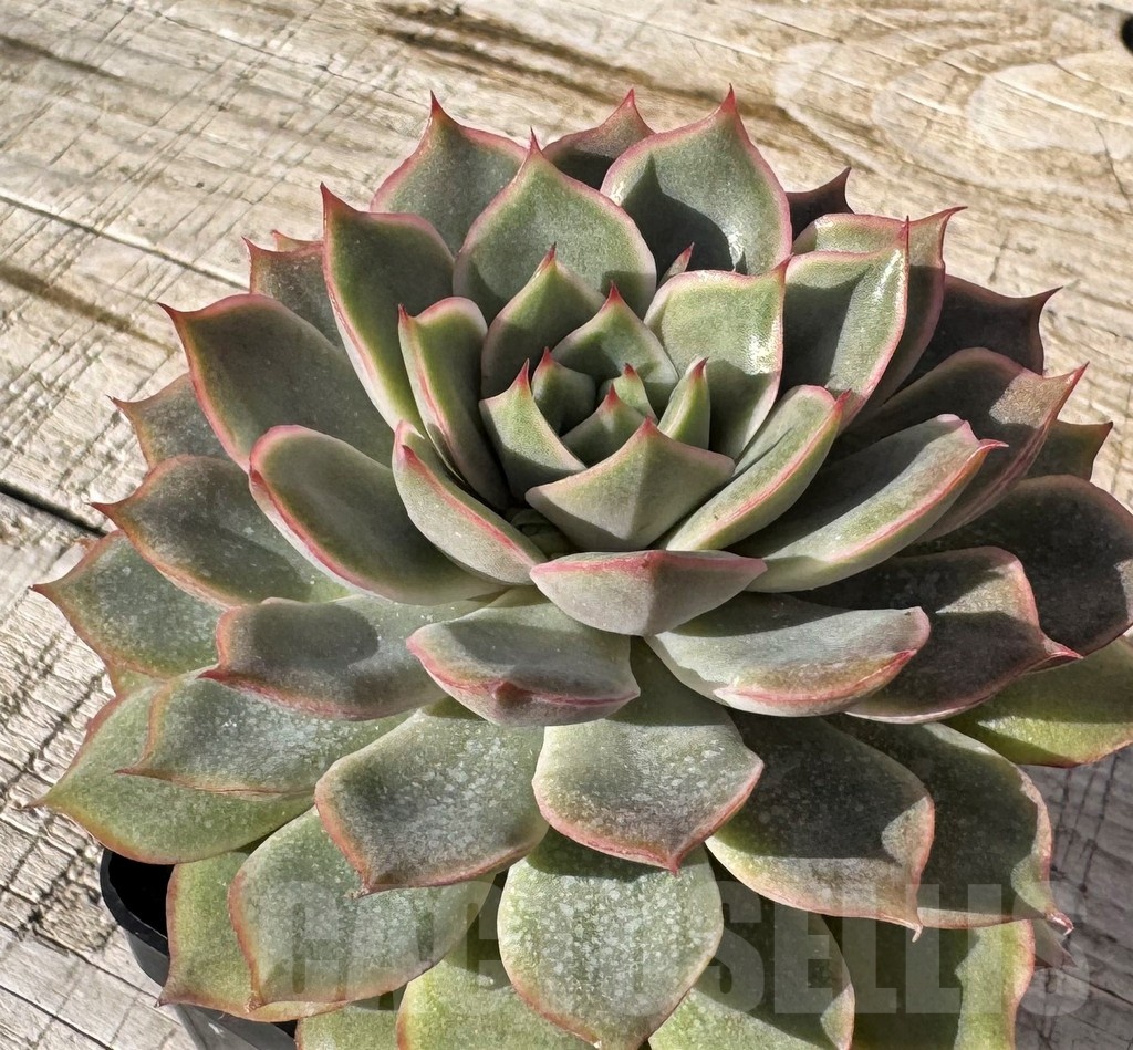 SH24869 Echeveria ‘Pinwheel Tuxpan’ hybrid - Imagen 2