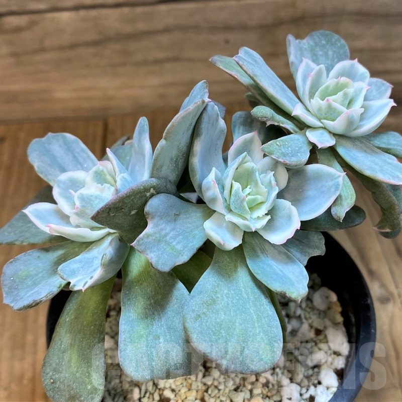 SH24744 Echeveria 'Berkeley Light'