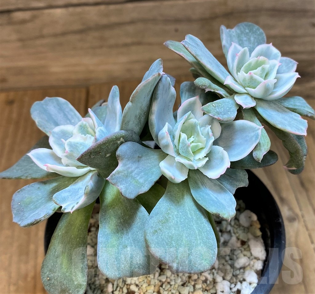 SH24744 Echeveria 'Berkeley Light'