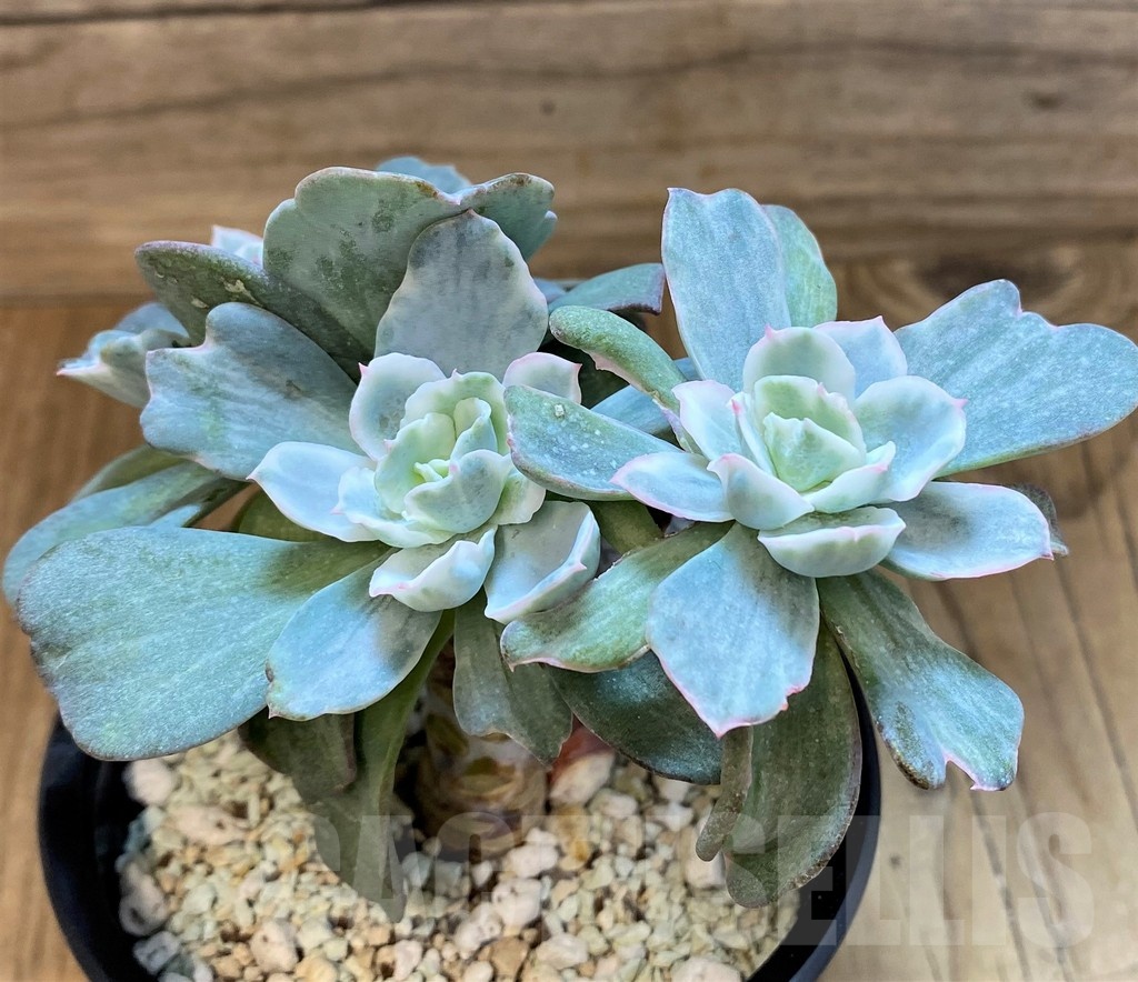 SH24744 Echeveria 'Berkeley Light' - immagine 2