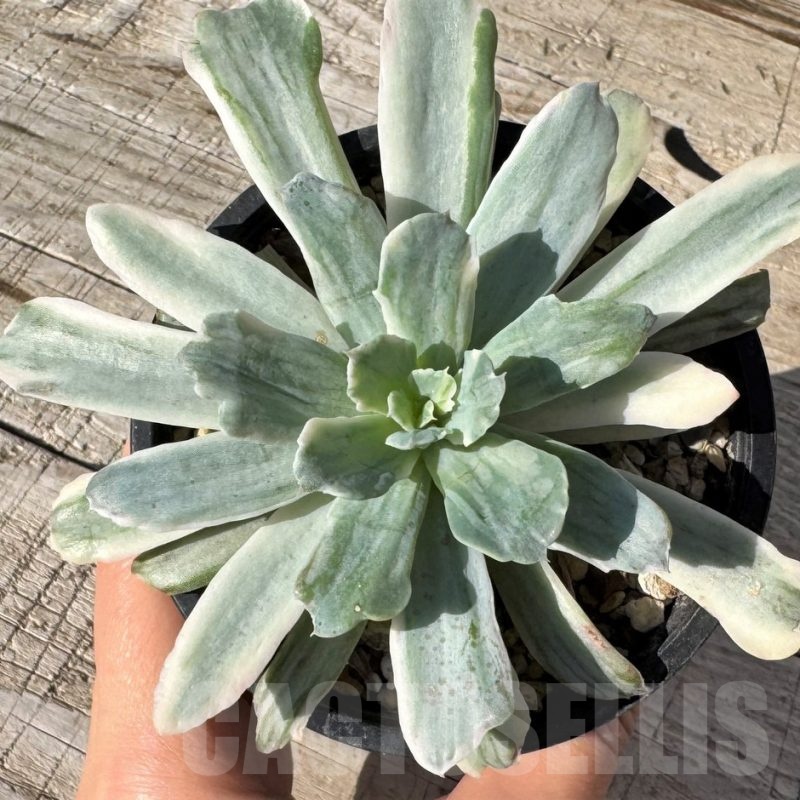 SH24870 Echeveria 'Hoveyi' f. variegata