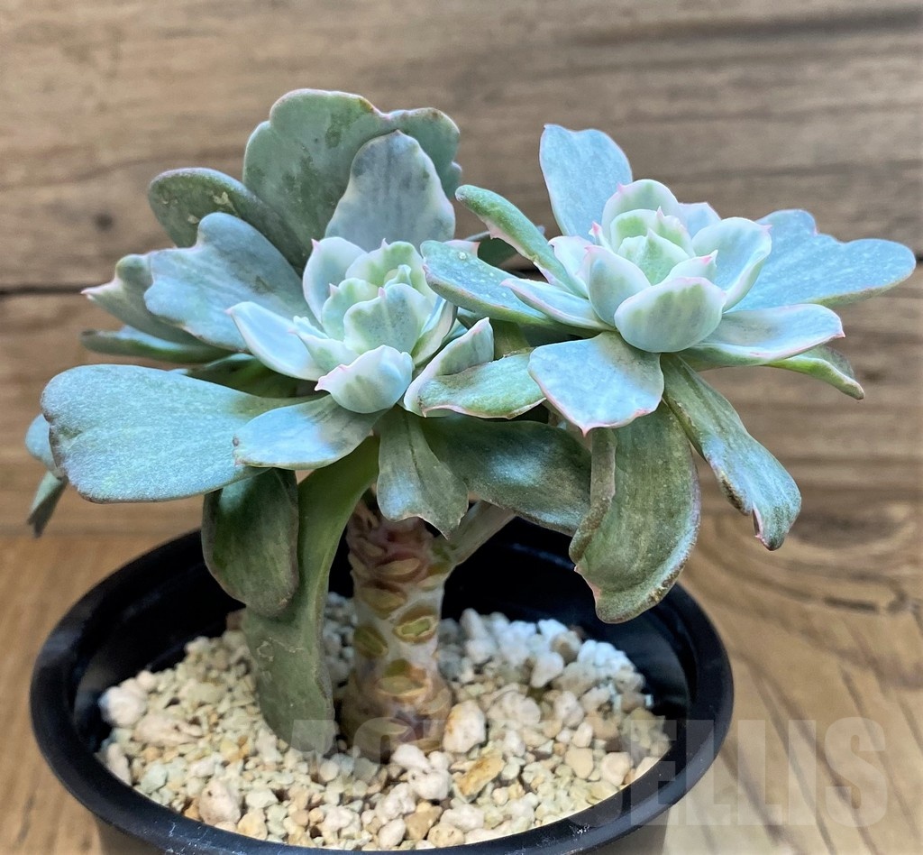 SH24744 Echeveria 'Berkeley Light' - immagine 3
