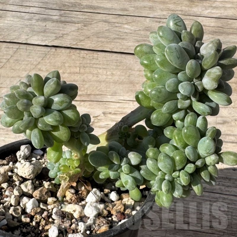 SH24871 Pachyveria ‘Clavifolia’ f. cristata