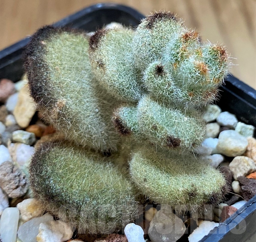 SH24745 Kalanchoe tomentosa 'Teddy Bear' - immagine 2