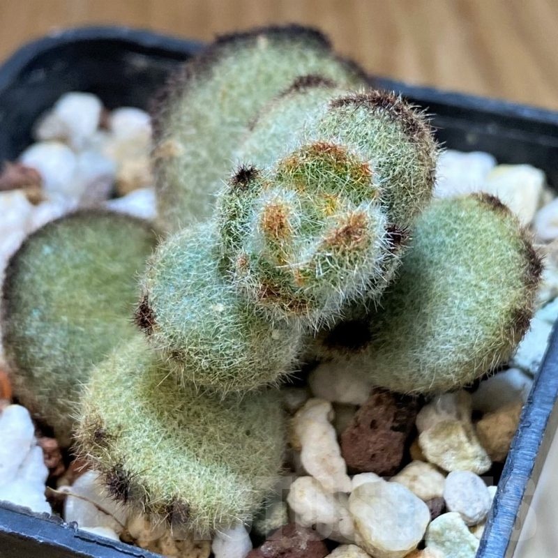 SH24745 Kalanchoe tomentosa 'Teddy Bear'