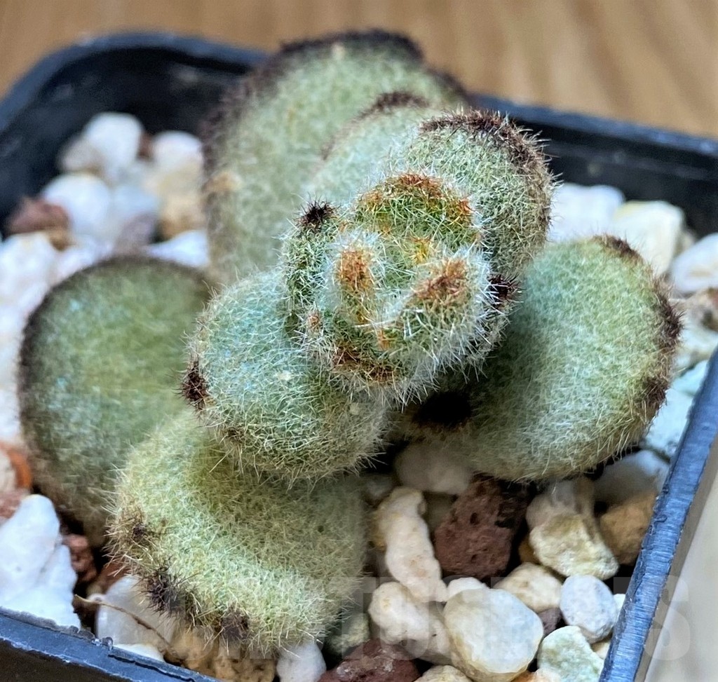 SH24745 Kalanchoe tomentosa 'Teddy Bear'