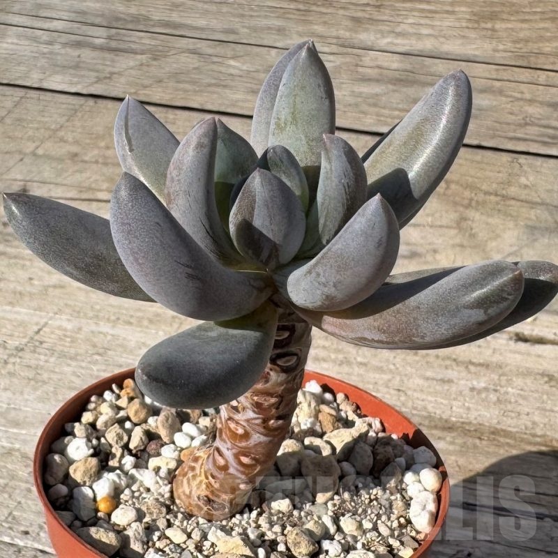 SH24872 Sedeveria ‘Blue mist’