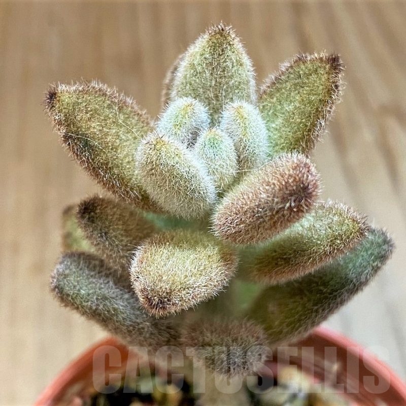 SH24746 Kalanchoe Tomentosa 'Chocolate Soldier'