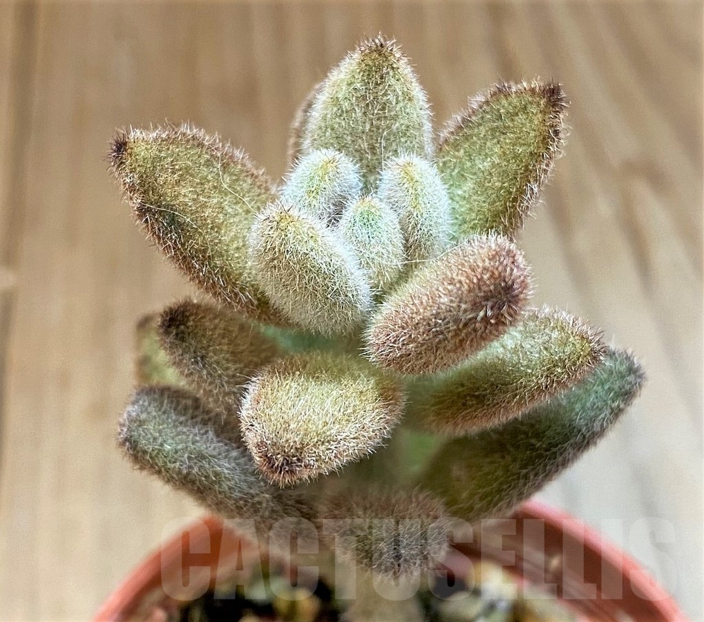 SH24746 Kalanchoe Tomentosa 'Chocolate Soldier'