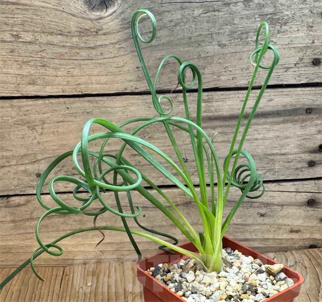 SH24820 Albuca spiralis - Image 2