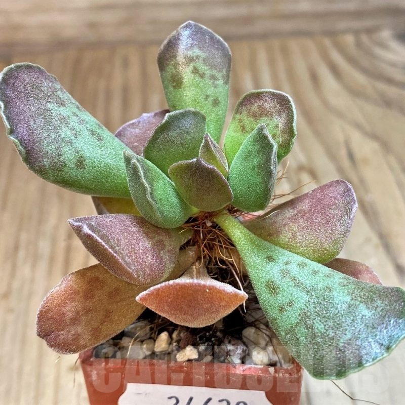 SH24629 Adromischus cooperi x cristatus