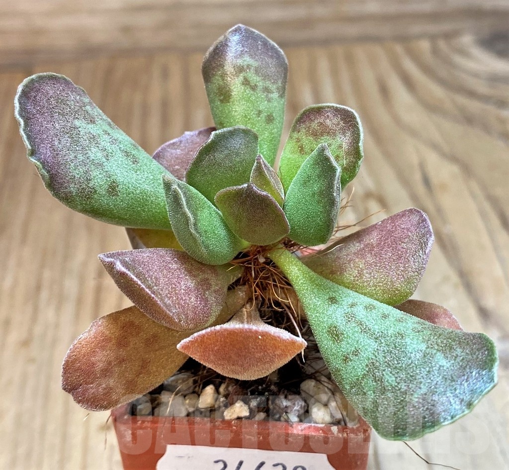 SH24629 Adromischus cooperi x cristatus