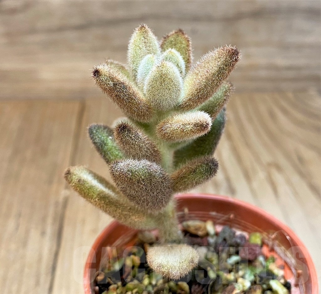 SH24746 Kalanchoe Tomentosa 'Chocolate Soldier' - immagine 2