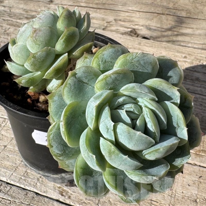 SH24873 Echeveria 'Hanatsukiyo'