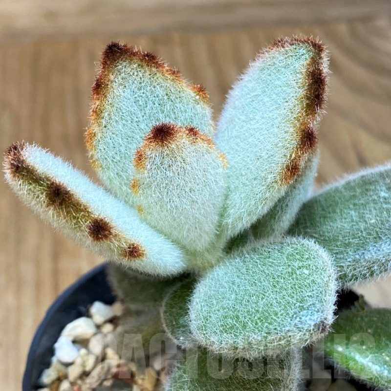 SH24747 Kalanchoe tomentosa