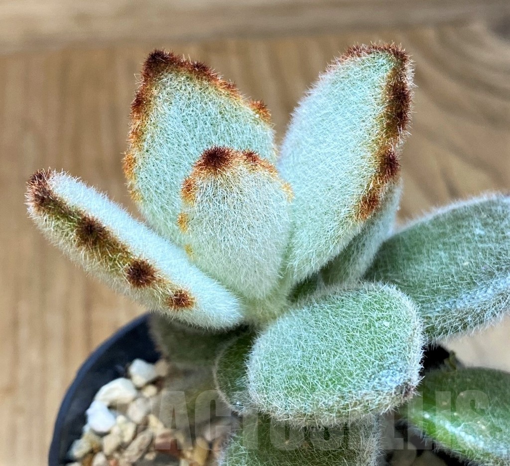 SH24747 Kalanchoe tomentosa