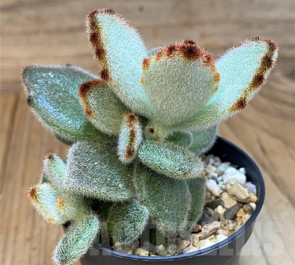 SH24747 Kalanchoe tomentosa - immagine 2