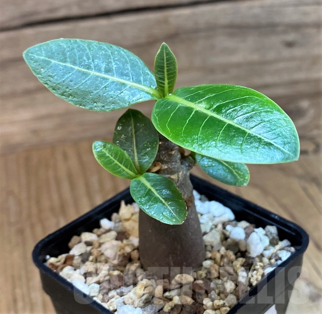 SH24734 Adenium arabicum ‘Black Body’