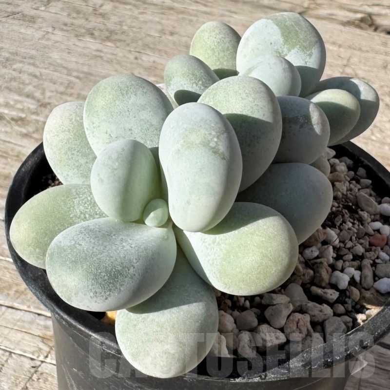 SH24874 Pachyphytum oviferum