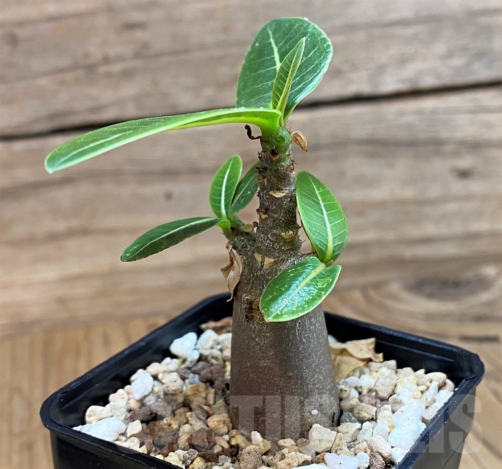 SH24734 Adenium arabicum ‘Black Body’ - immagine 3