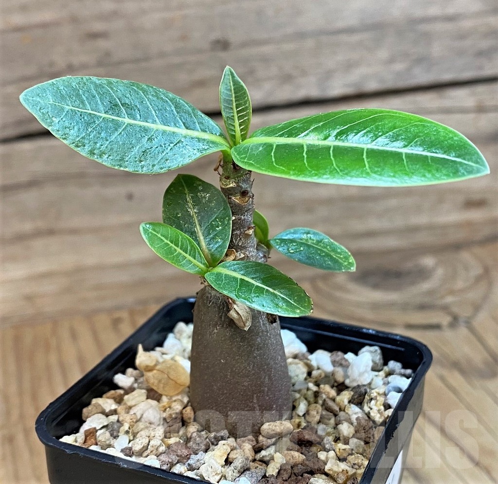 SH24734 Adenium arabicum ‘Black Body’ - immagine 2