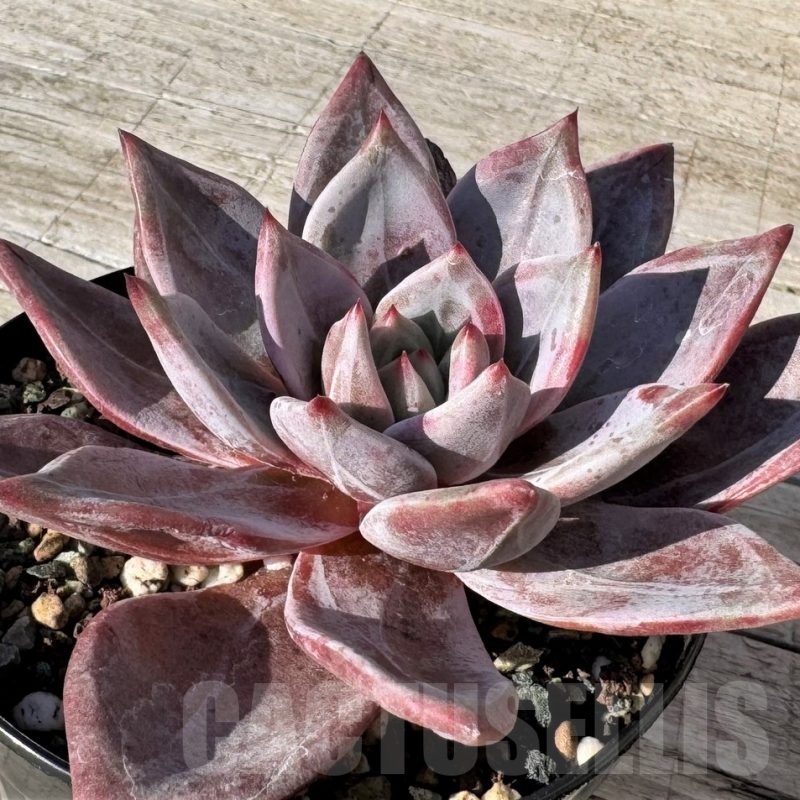 SH24875 Echeveria 'Purple Champaign'