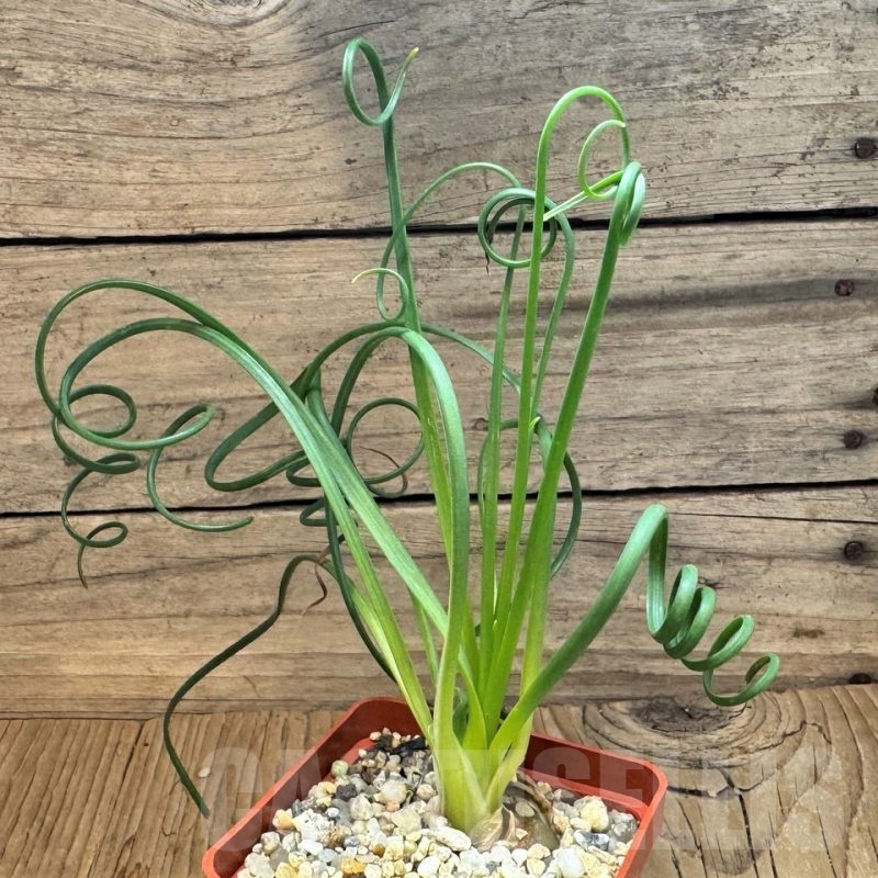 SH24820 Albuca spiralis