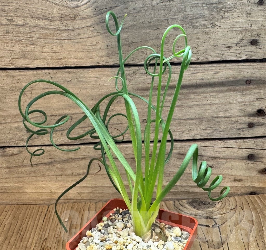 SH24820 Albuca spiralis